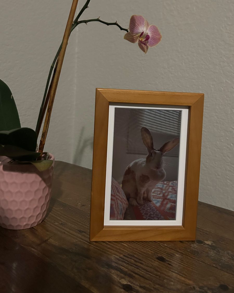 frame showing a photo of a rabbit