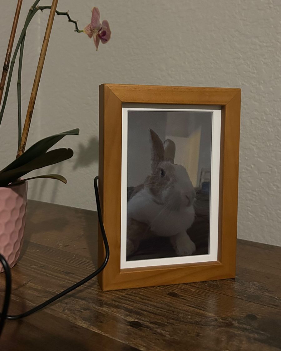 frame showing a photo of a rabbit